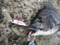 出勤前に久々の朝練〜ピックアップ寸前のバイトでチヌ45cm！