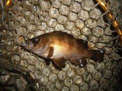 貝塚にアジ狙いで釣行〜アジの反応なくテトラ際でメバルをキャッチ