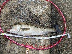 西宮浜　午前６時前からの釣行でシーバス狙い