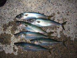 大サバ狙いにアジュール舞子へ