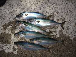 大サバ狙いにアジュール舞子へ