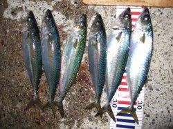 大サバ狙いにアジュール舞子へ