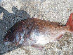 北港釣り公園　カゴ釣りでグレ＆マダイの釣果