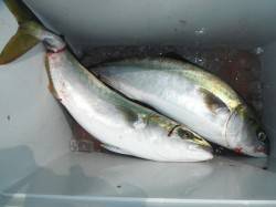 北港魚つり公園 のませ釣りでハマチ55cm…