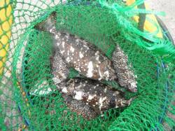 北港魚つり公園で良型アイゴの釣果