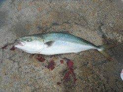 【4日】北港魚つり公園の釣果〜メジロ75cm・ほかチヌも