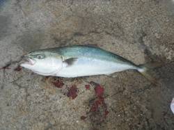 【4日】北港魚つり公園の釣果〜メジロ75c…