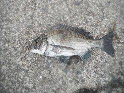 【4日】北港魚つり公園の釣果〜メジロ75cm・ほかチヌも