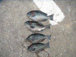 北港魚つり公園のカゴ釣りでグレ4匹