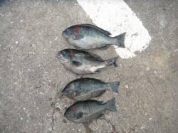 北港魚つり公園のカゴ釣りでグレ4匹