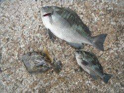 北港釣り公園　グレ・カワハギ・小アジの釣果