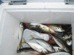 北港釣り公園　グレ・カワハギ・小アジの釣果