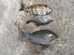 北港魚つり公園でグレ・アイゴ・ウマヅラ