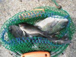 北港魚つり公園でグレ・アイゴ・ウマヅラ