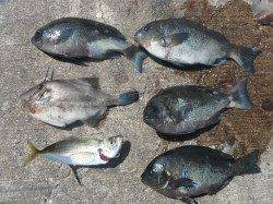 北港釣り公園　　カゴ釣りでグレなどの釣果