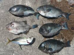 北港釣り公園　　カゴ釣りでグレなどの釣果