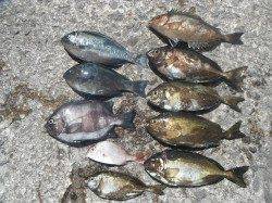北港釣り公園　　カゴ釣りでグレなどの釣果