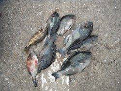 北港魚つり公園でグレ・ウマヅラ・アイゴ