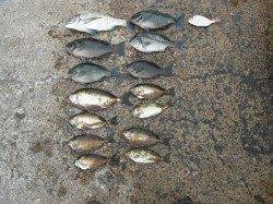 和歌山北港魚つり公園〜チヌ・グレ・アイゴ・チャリコ