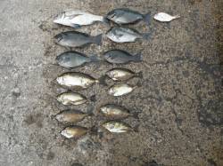 和歌山北港魚つり公園〜チヌ・グレ・アイゴ・…