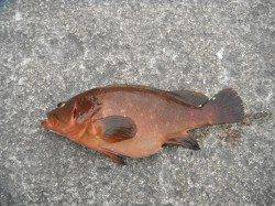 北港魚つり公園　良型マダイ&アコウの釣果