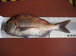 北港魚つり公園　良型マダイ&アコウの釣果