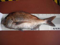 北港魚つり公園　良型マダイ&アコウ…