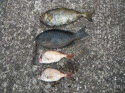 北港魚つり公園　グレ・アイゴ・チャリコの釣果