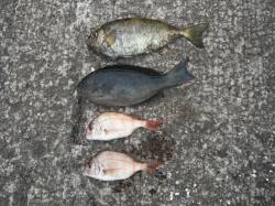 北港魚つり公園　グレ・アイゴ・チャリコの釣…