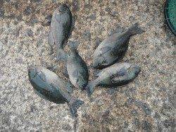 北港魚つり公園　グレ・アイゴ・チャリコの釣果