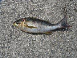 イサギ35cmをゲット♪　和歌山北港魚つり公園