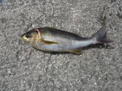 イサギ35cmをゲット♪　和歌山北港魚つり…
