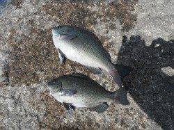 和歌山北港魚つり公園 カゴ釣りでグレ・ウマヅラハギ