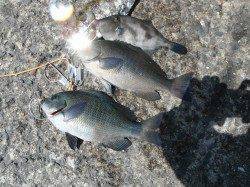 和歌山北港魚つり公園 カゴ釣りでグレ・ウマヅラハギ