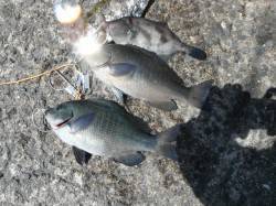 和歌山北港魚つり公園 カゴ釣りでグレ・ウマ…