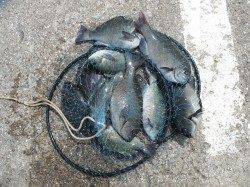 北港釣り公園　カゴ釣りでチヌ＆グレ