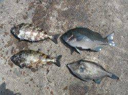 和歌山北港魚つり公園でお子様がカワハギGET！