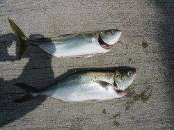 和歌山北港魚つり公園でハマチ釣れました♪