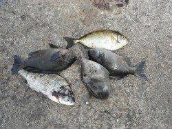 和歌山北港魚つり公園〜チヌ・グレ・ウマヅラ・アイゴ