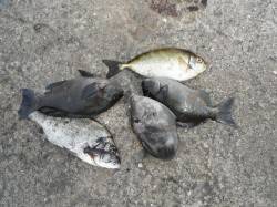 和歌山北港魚つり公園〜チヌ・グレ・ウマヅラ…