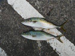 和歌山北港魚つり公園　ハマチとマダイの釣果もありました