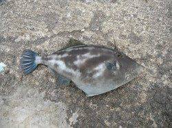 和歌山北港魚つり公園〜チヌ・グレ・ウマヅラ・アイゴ