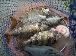 和歌山北港魚つり公園　グレとアイゴの釣果