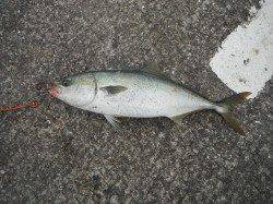 和歌山北港魚つり公園　グレとアイゴの釣果