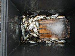 和歌山北港魚つり公園のサビキ釣果〜アジのサイズは9〜15cm