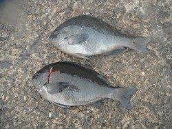 和歌山北港魚つり公園でグレの釣果