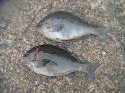 和歌山北港魚つり公園でグレの釣果