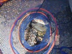 和歌山北港魚つり公園　グレとアイゴの釣果