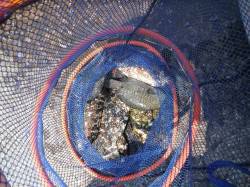 和歌山北港魚つり公園　グレとアイゴの釣果