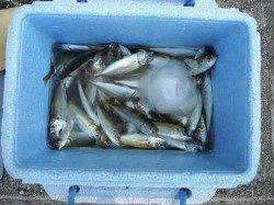 【20日】和歌山北港魚つり公園の釣果〜豆アジ・チヌ